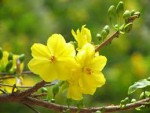 Tết Âm lịch Giáp Ngọ 2014 sẽ nghỉ 09 ngày