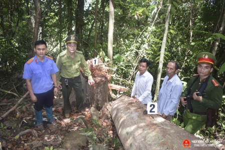 Abc88.com kho game phong phú huyện Nam Đông trực tiếp Abc8 aaa.com trò chơi trực tuyến hoạt động thực nghiệm điều tra vụ khai thác rừng trái Abc8 dang nhap để lấy hạt Ươi 