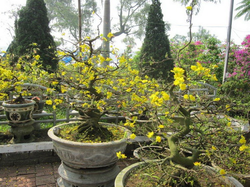 Hội hoa xuân